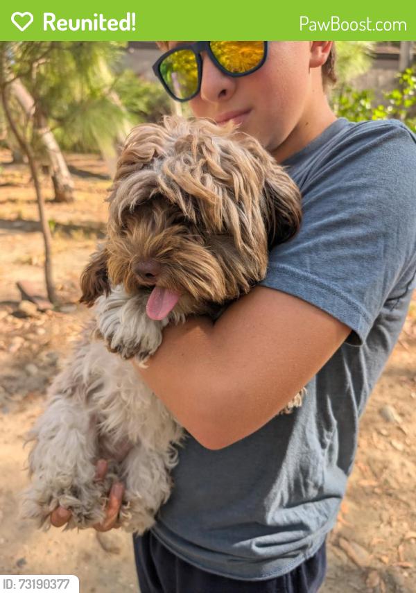 Reunited Female Dog last seen Toledo Way & Lake Forest Dr, Lake Forest, CA 92630, USA, Lake Forest, CA 92630