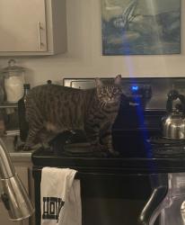 Reunited Male Cat last seen S Lamar Blvd and Collier St, Austin, TX 78704
