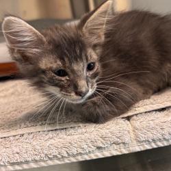 Shelter Stray Male Cat last seen , 3428 S Jenkins Ave, Norman, OK 73072, USA