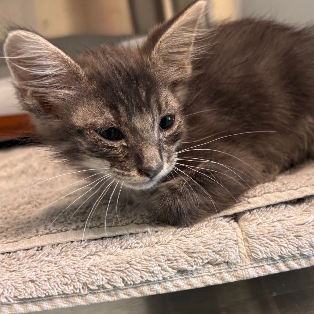 Shelter Stray Male Cat last seen , 3428 S Jenkins Ave, Norman, OK 73072, USA