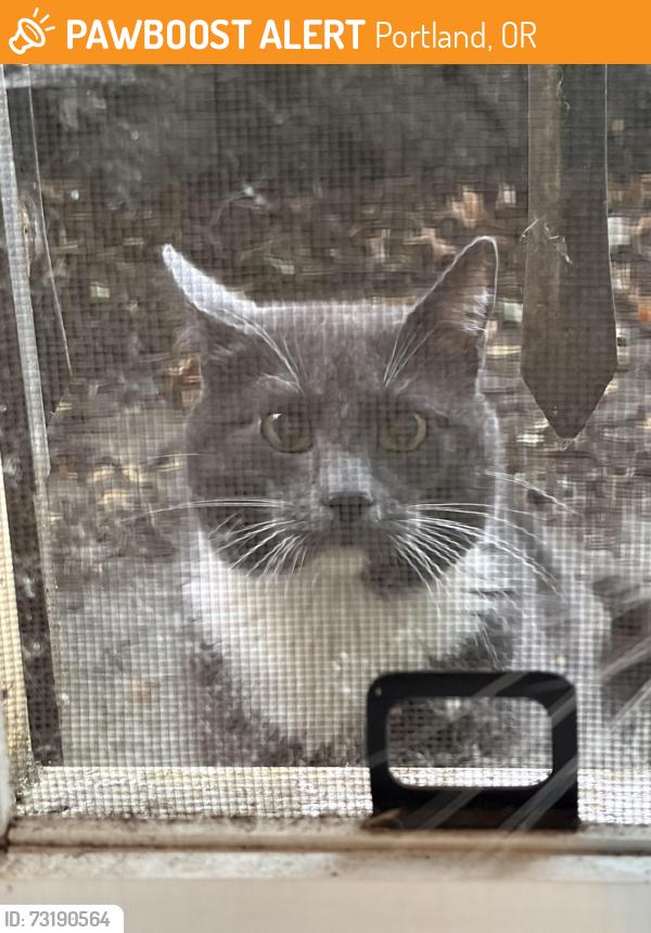 Found/Stray Unknown Cat last seen Nearby Legacy Good Sam, Portland, OR 97209