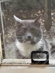 Found/Stray Unknown Cat last seen Nearby Legacy Good Sam, Portland, OR 97209