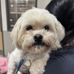 Shelter Stray Male Dog last seen , 8464 Beach Blvd, Jacksonville, FL 32216, USA