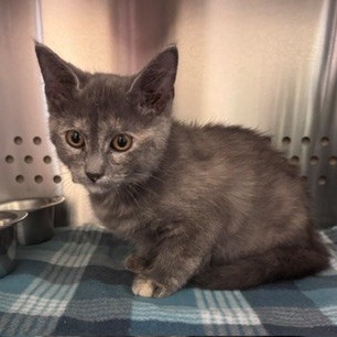 Shelter Stray Female Cat last seen , 3428 S Jenkins Ave, Norman, OK 73072, USA