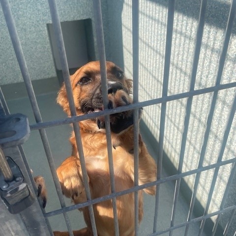 Shelter Stray Female Dog last seen , 12910 Yukon Ave, Hawthorne, CA 90250, USA