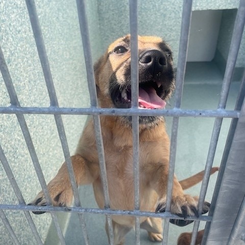 Shelter Stray Female Dog last seen , 12910 Yukon Ave, Hawthorne, CA 90250, USA