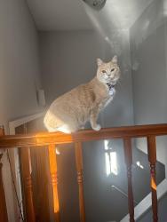 Lost Female Cat last seen Newbury street Framingham, Framingham, MA 01701