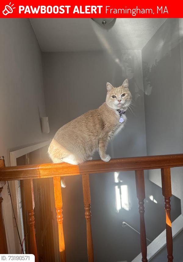Lost Female Cat last seen Newbury street Framingham, Framingham, MA 01701