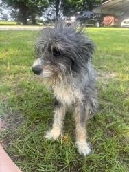 Reunited Male Dog last seen Hwy 42 & Amgan Dr, Wake County, NC 27592