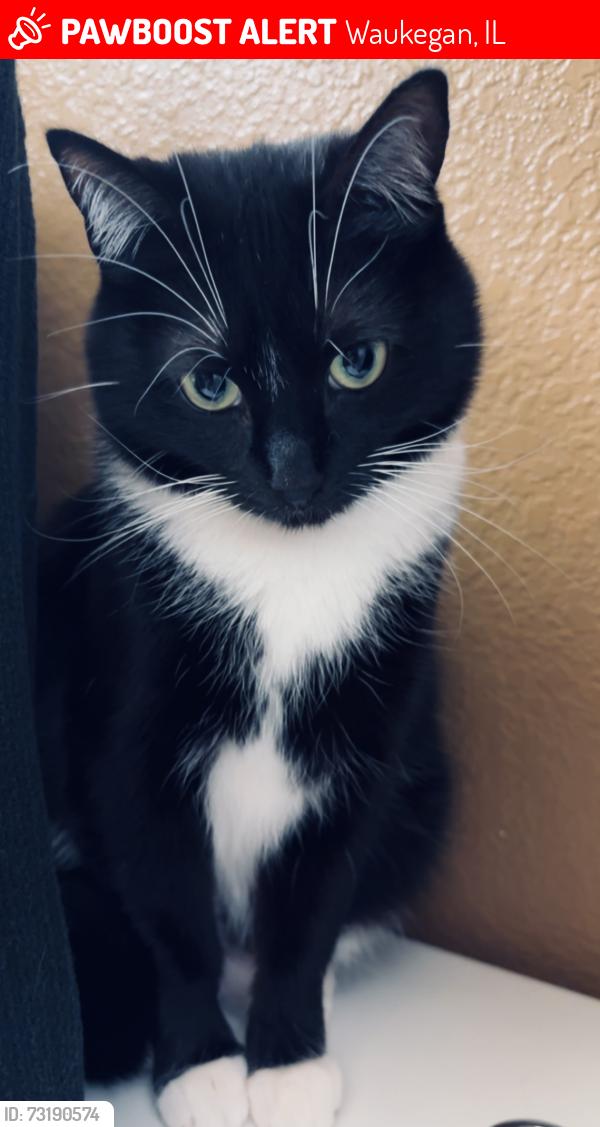 Lost Female Cat last seen Near S Green Bay Rd Waukegan, IL 60085 United States, Waukegan, IL 60085