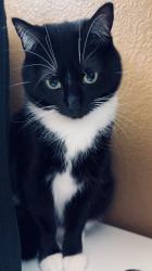 Lost Female Cat last seen Near S Green Bay Rd Waukegan, IL 60085 United States, Waukegan, IL 60085