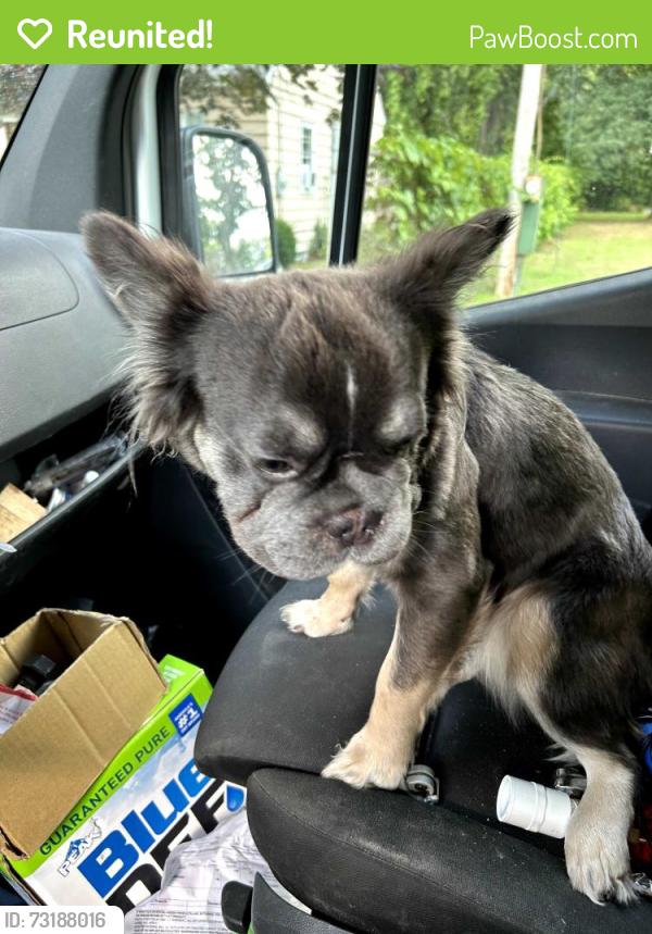 Reunited Female Dog last seen Chestnut street, North Syracuse, NY 13212