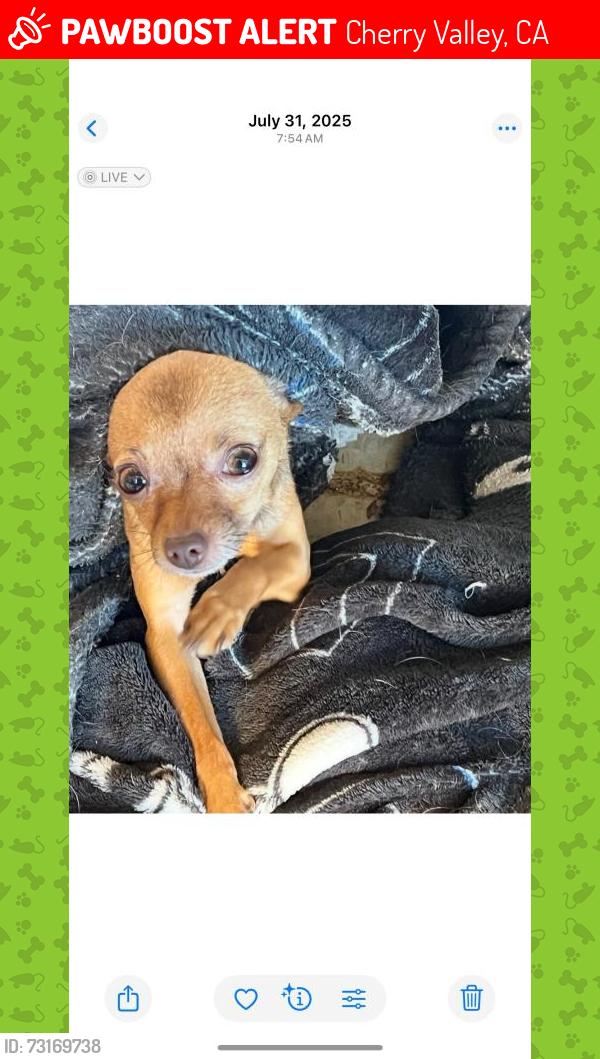 Lost Female Dog last seen Cherry valley Blvd. By the nursery, Cherry Valley, CA 92223
