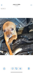 Lost Female Dog last seen Cherry valley Blvd. By the nursery, Cherry Valley, CA 92223