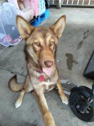 Reunited Female Dog last seen Chula vista Ca, Chula Vista, CA 91912