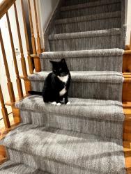 Reunited Male Cat last seen Darlington Ave and Jean St, Ramsey, NJ 07446