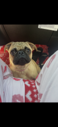 Reunited Female Dog last seen New braunfels, San Antonio, TX 78203