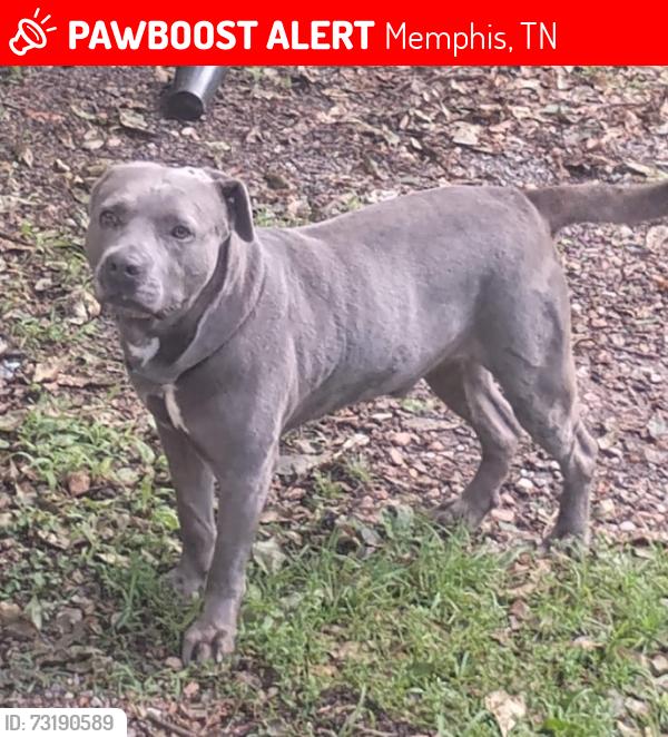Lost Male Dog last seen Overton Crossing St and Corning Ave in Frayser, Memphis, TN 38127