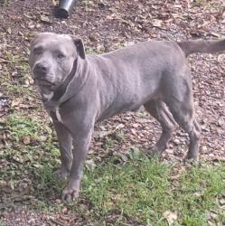 Lost Male Dog last seen Overton Crossing St and Corning Ave in Frayser, Memphis, TN 38127