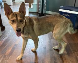 Found/Stray Male Dog last seen Stubner-Airline @ Louetta, Spring, TX 77379
