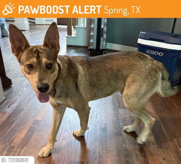 Found/Stray Male Dog last seen Stubner-Airline @ Louetta, Spring, TX 77379