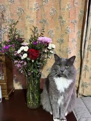 Reunited Male Cat last seen Pleasant Heights Dr, Vista, CA 92084, USA, Vista, CA 92084