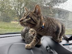 Lost Male Cat last seen Huron foods, Waterford Township, MI 48328