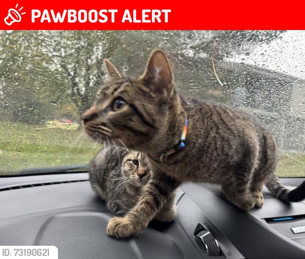 Lost Male Cat last seen Huron foods, Waterford Township, MI 48328