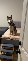 Reunited Female Dog last seen Coolamber Forrest, Powder Springs, GA 30127