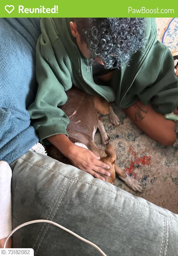 Reunited Female Dog last seen PetMed veterinarian, Tijuana, B.C. 22040
