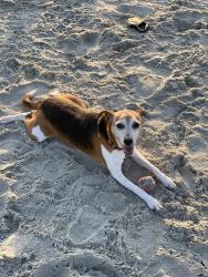 Reunited Female Dog last seen Southland, and stacey weaver, Fayetteville, NC 28311