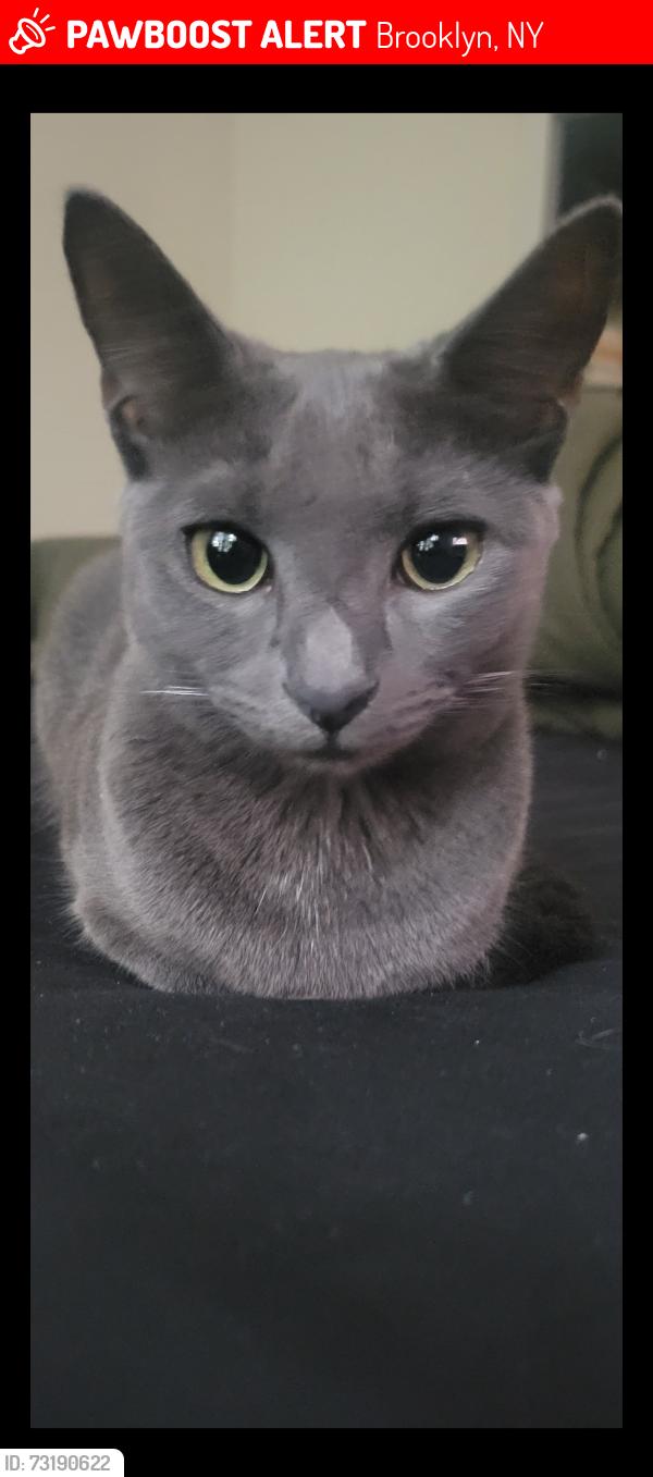 Lost Female Cat last seen Gates Ave, Brooklyn, NY 11238