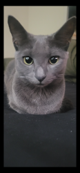 Lost Female Cat last seen Gates Ave, Brooklyn, NY 11238