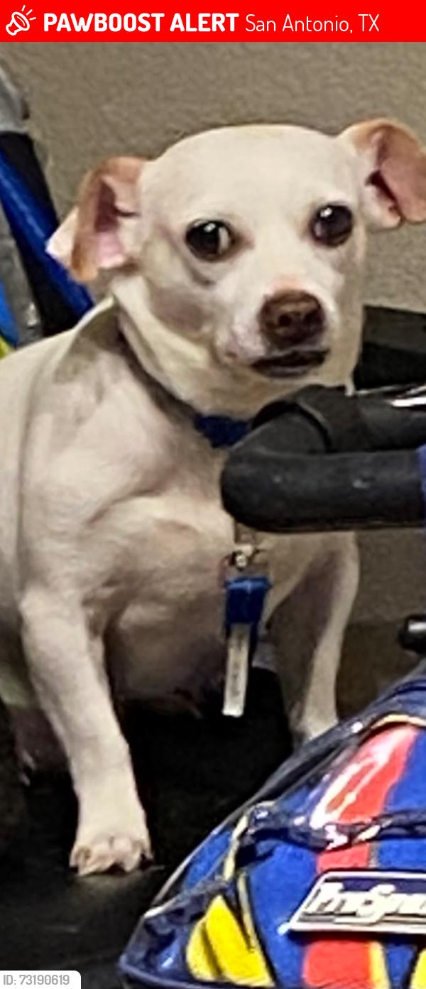 Lost Male Dog last seen Tides Trail and old pearsall road, San Antonio, TX 78252