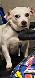 Lost Male Dog last seen Tides Trail and old pearsall road, San Antonio, TX 78252