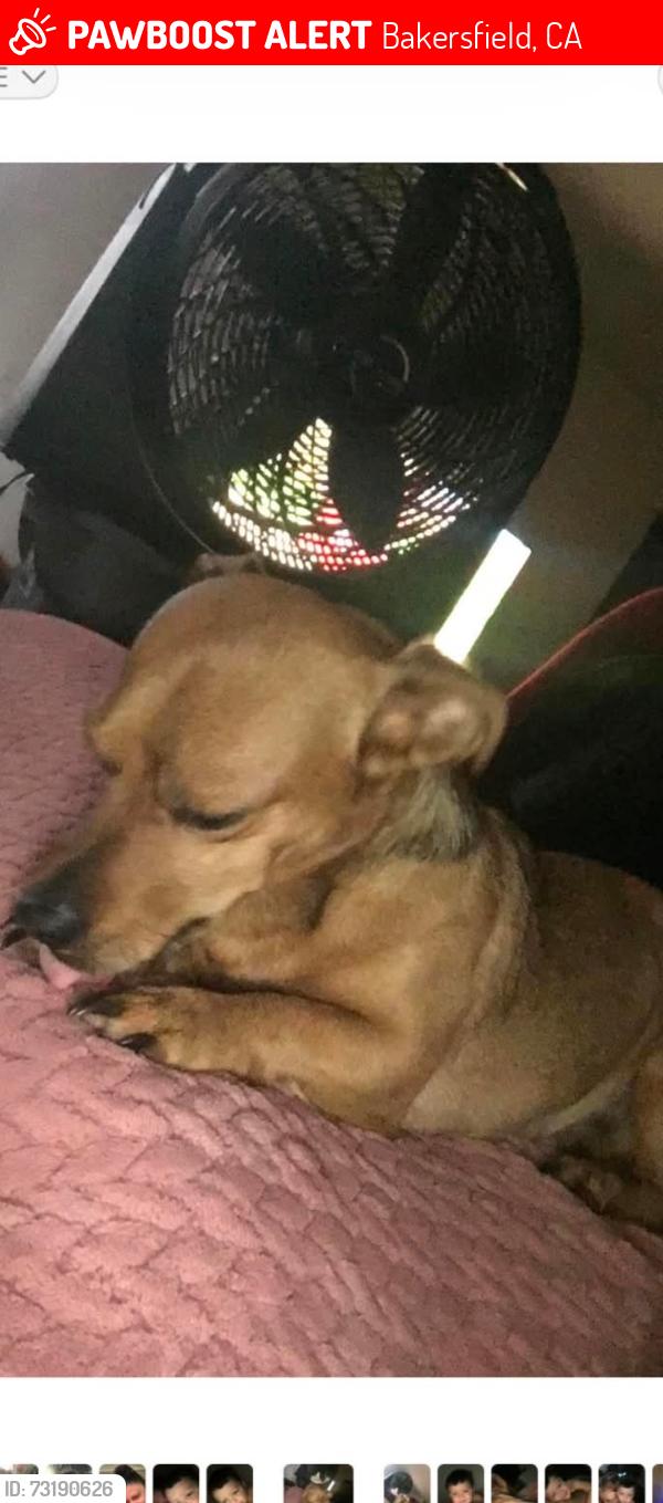 Lost Male Dog last seen North Chester Ave and Warren ave, Bakersfield, CA 93308