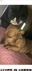 Lost Male Dog last seen North Chester Ave and Warren ave, Bakersfield, CA 93308