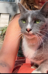 Reunited Female Cat last seen Primrose Ave, Fort Worth, TX 76111, USA, Fort Worth, TX 76111