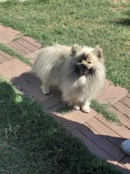 Found/Stray Unknown Dog last seen Cinderella and sunset, San Jose, CA 95116
