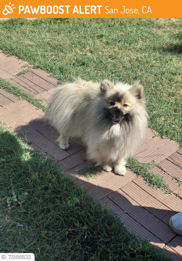 Found/Stray Unknown Dog last seen Cinderella and sunset, San Jose, CA 95116