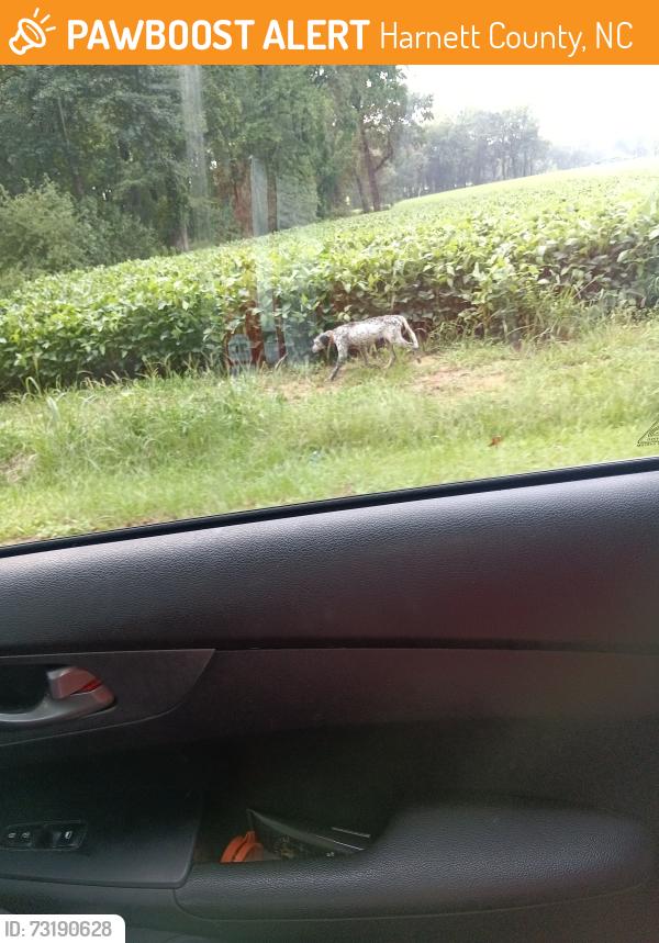 Found/Stray Unknown Dog last seen Elliott bridge, Harnett County, NC 28323