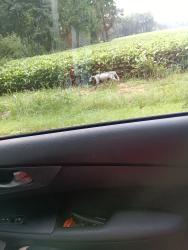 Found/Stray Unknown Dog last seen Elliott bridge, Harnett County, NC 28323