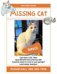 Lost Male Cat last seen NW 97th St & 27th Ave NW, Seattle, Seattle, WA 98117
