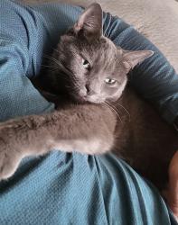 Lost Female Cat last seen Michigan Ave. & Platt Rd., Ypsilanti, MI 48197