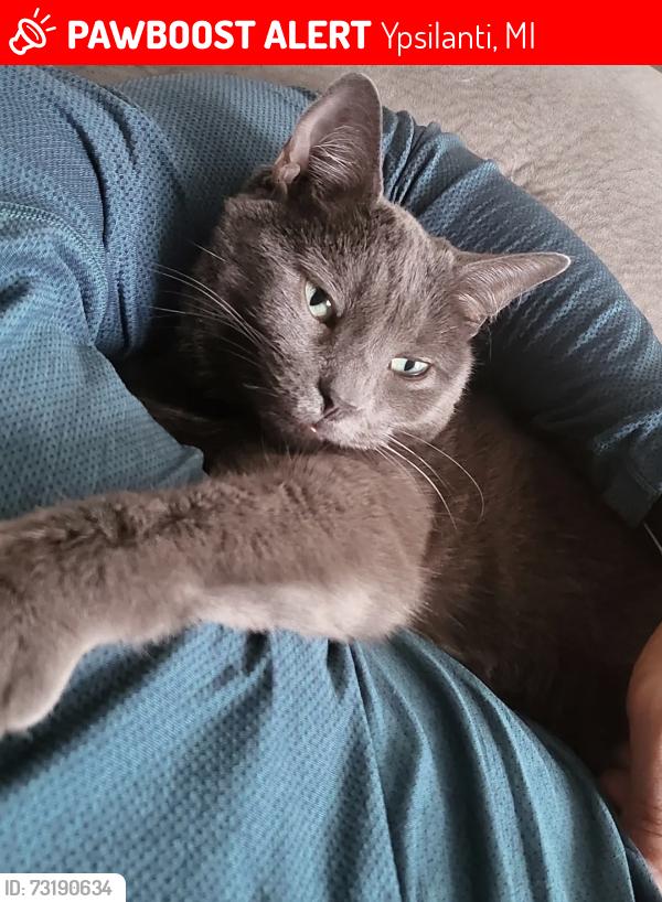 Lost Female Cat last seen Michigan Ave. & Platt Rd., Ypsilanti, MI 48197