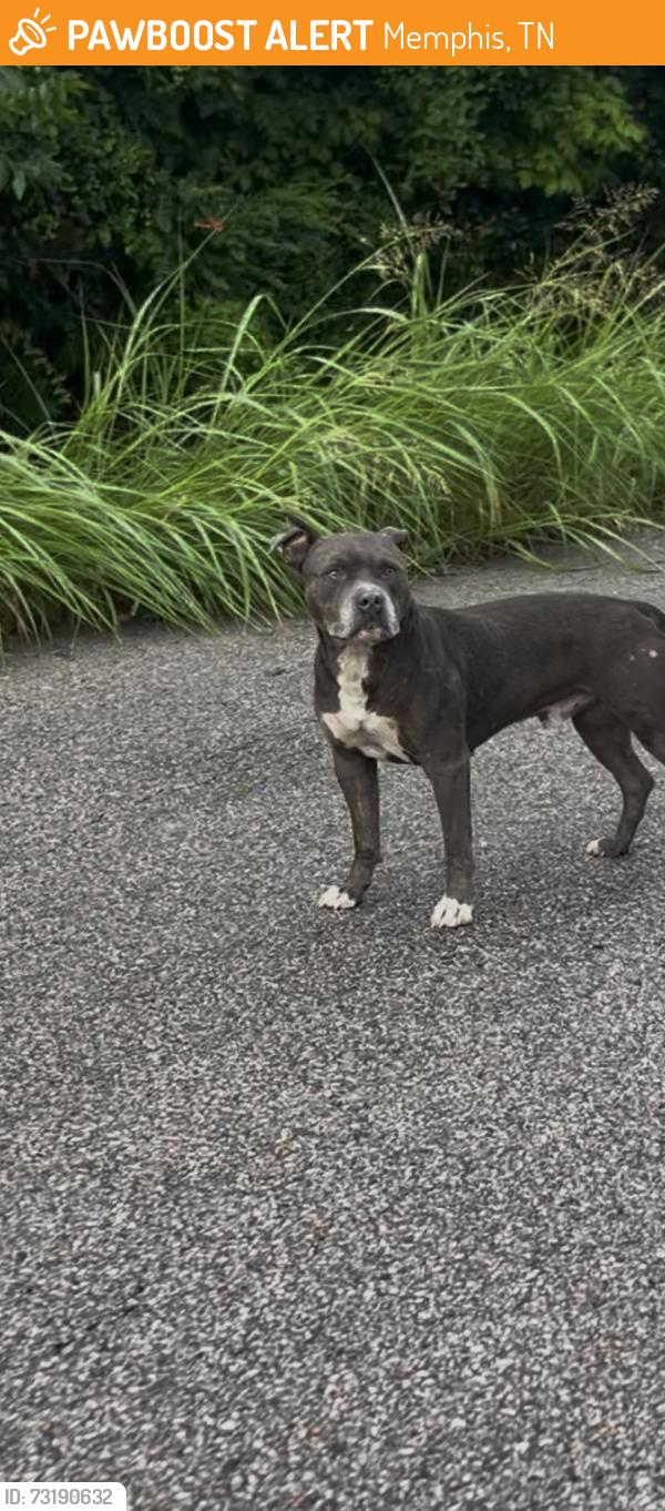 Found/Stray Male Dog last seen Under the Airways Blvd bridge near the corner of Jonah Ave and Twain Ave, Memphis, TN 38114