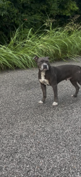 Found/Stray Male Dog last seen Under the Airways Blvd bridge near the corner of Jonah Ave and Twain Ave, Memphis, TN 38114