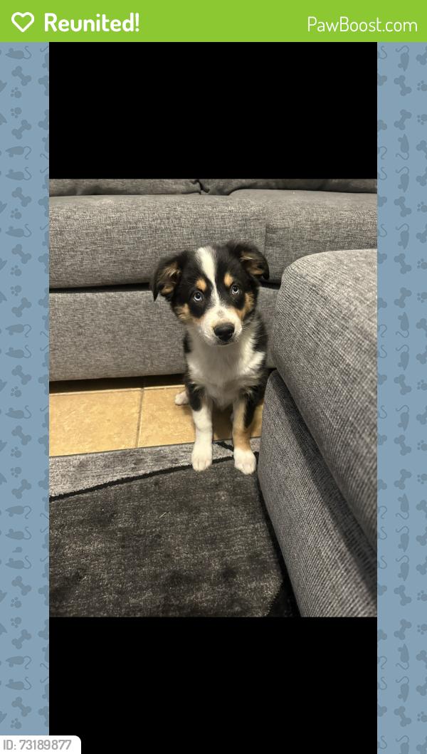Reunited Female Dog last seen Princeton & Luna, Victorville, CA 92392