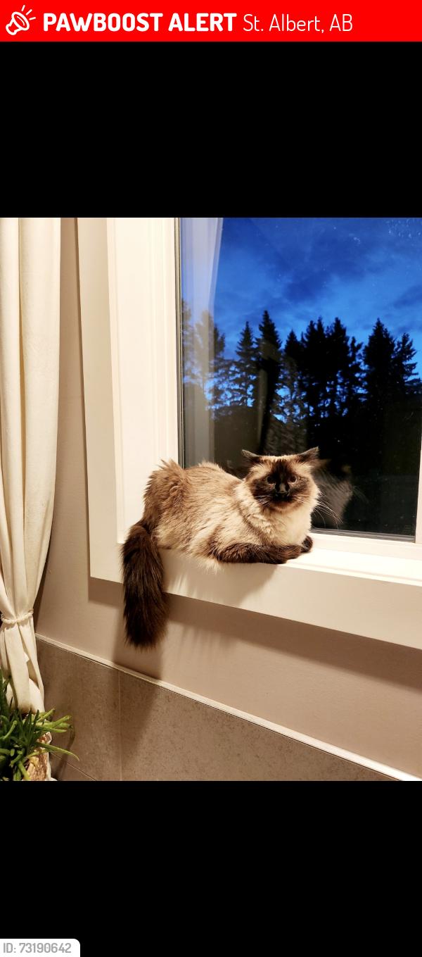 Lost Female Cat last seen Edgewater Terrace North, St. Albert, AB 