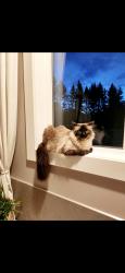Lost Female Cat last seen Edgewater Terrace North, St. Albert, AB 